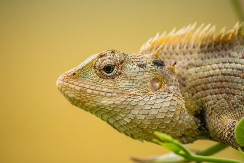 Otherworldly Creatures